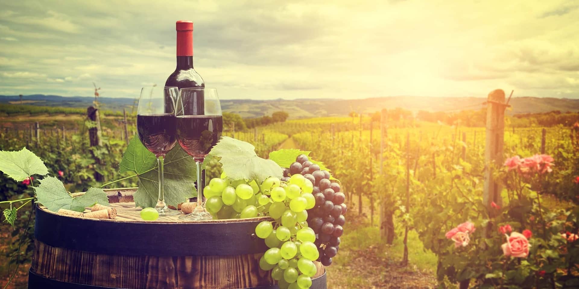 Vins et vendanges